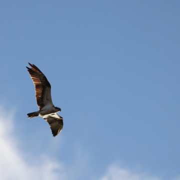 balbuzard pecheur_20251028_a